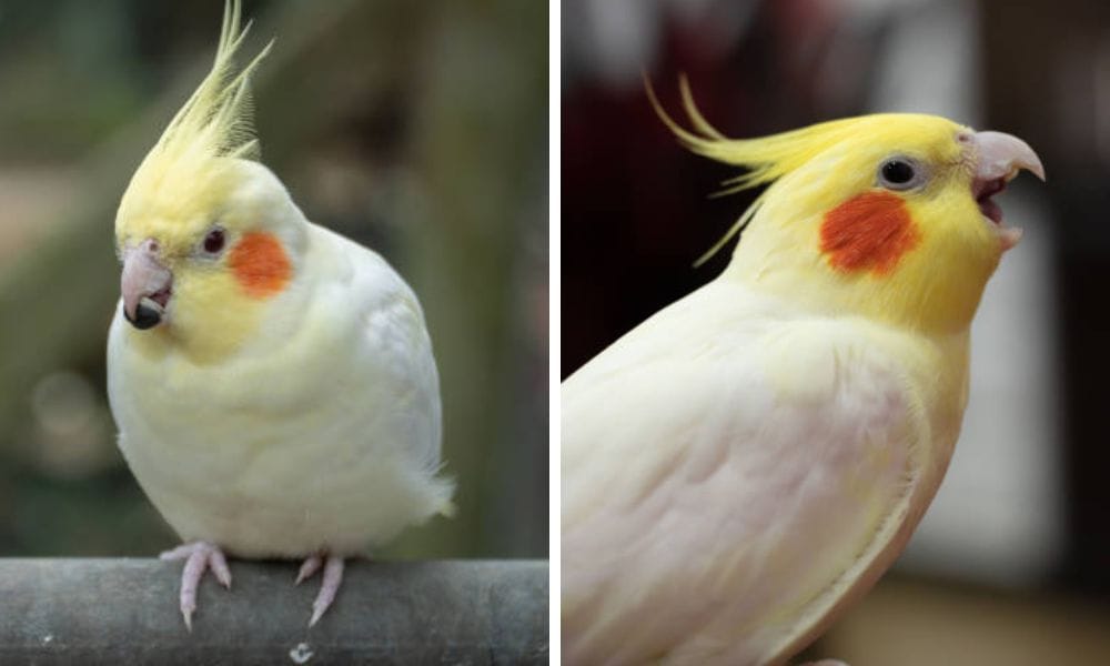 lutino cockatiel