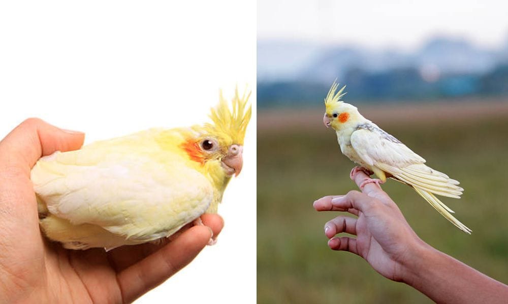 lutino cockatiel