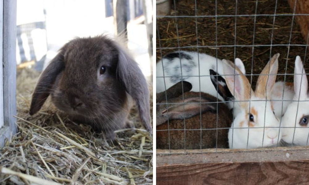 Hay Feeder for Rabbits