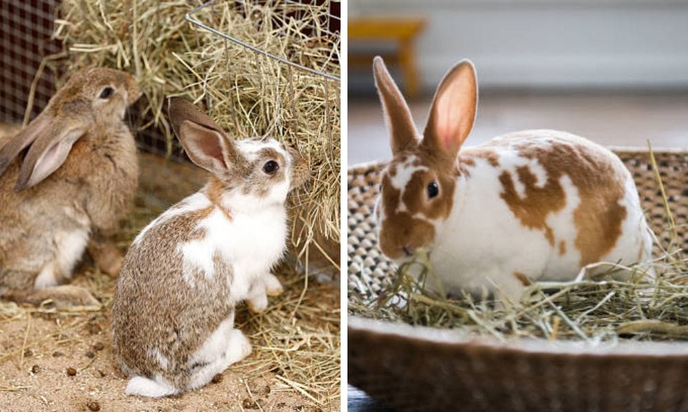 rabbit hay feeder / hay rack