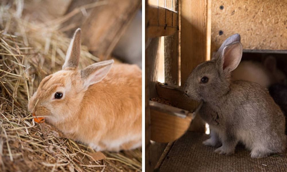 Rabbit Bunny Hay Feeder