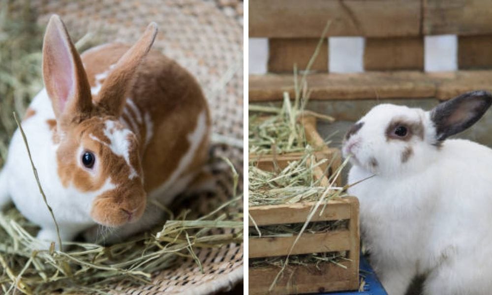 rabbit hay feeder