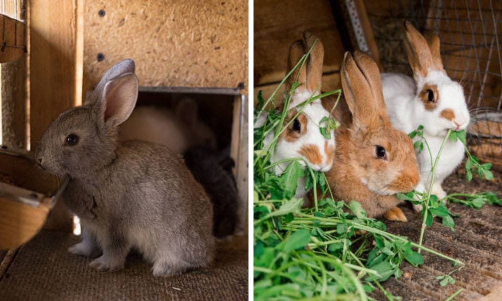 rabbit hay feeder