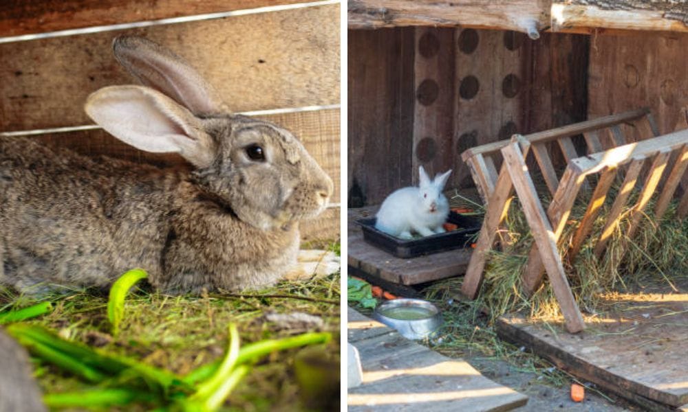 rabbit hay feeder