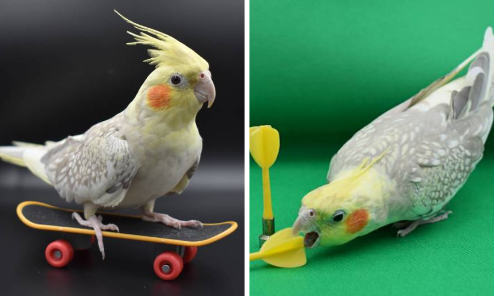 pearl cockatiel playing