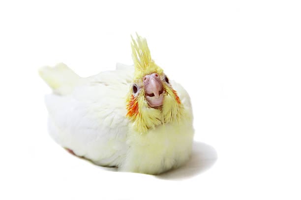 Lutino Cockatiel