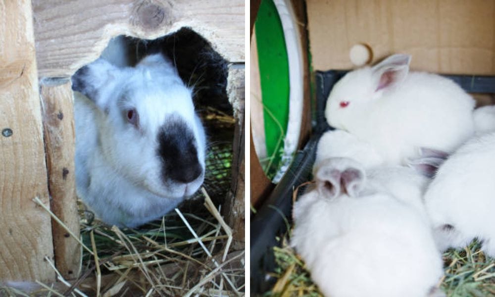 rabbit nest boxes