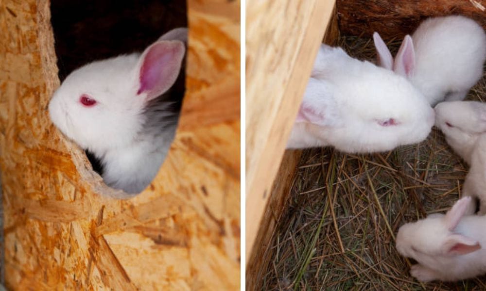Rabbit Nest Box