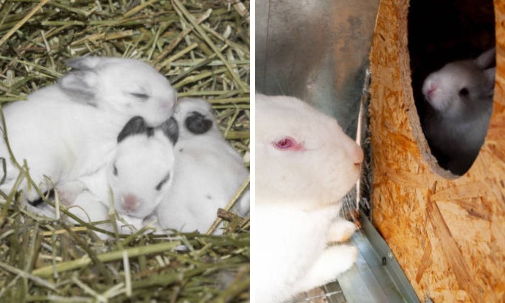 rabbit nest boxes