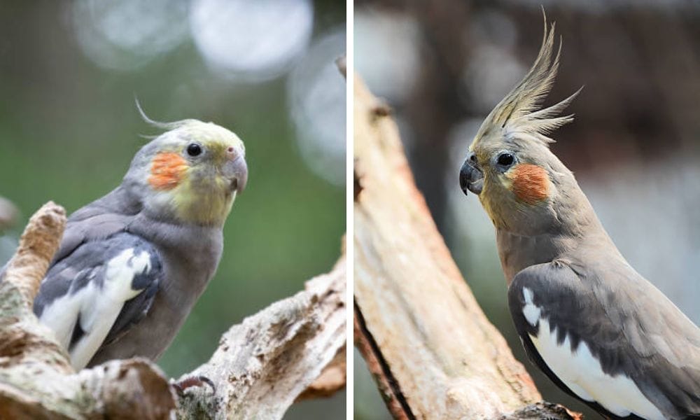wild birds