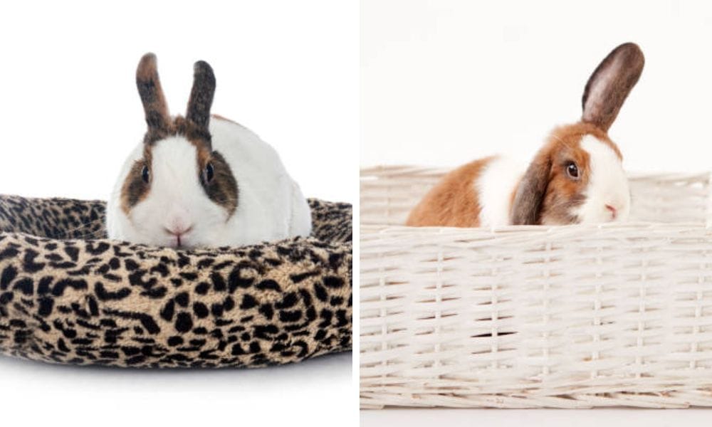 bunny beds