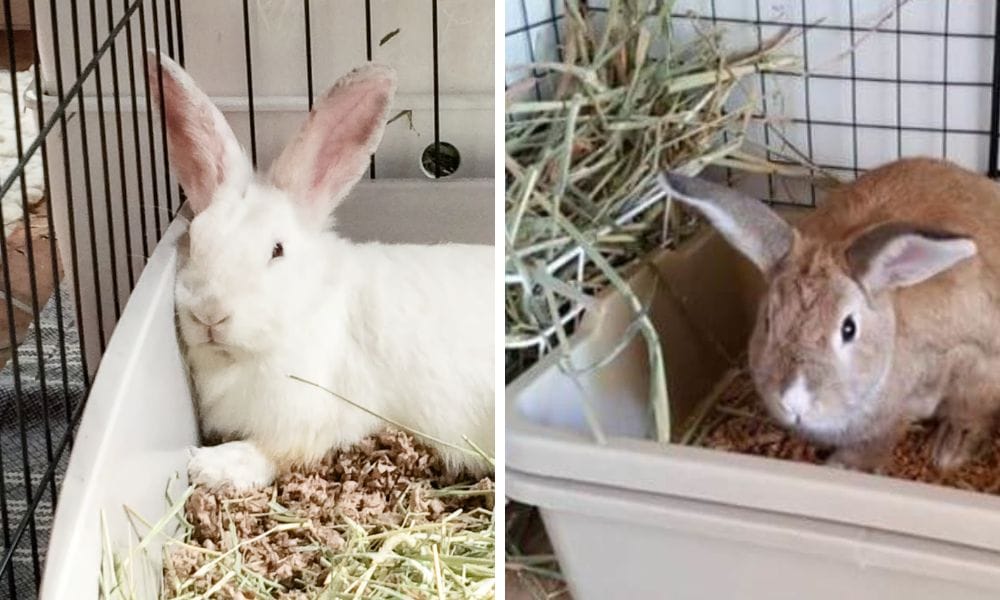 rabbit litter box