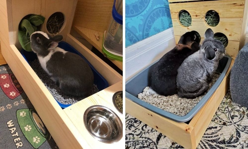 rabbit litter box