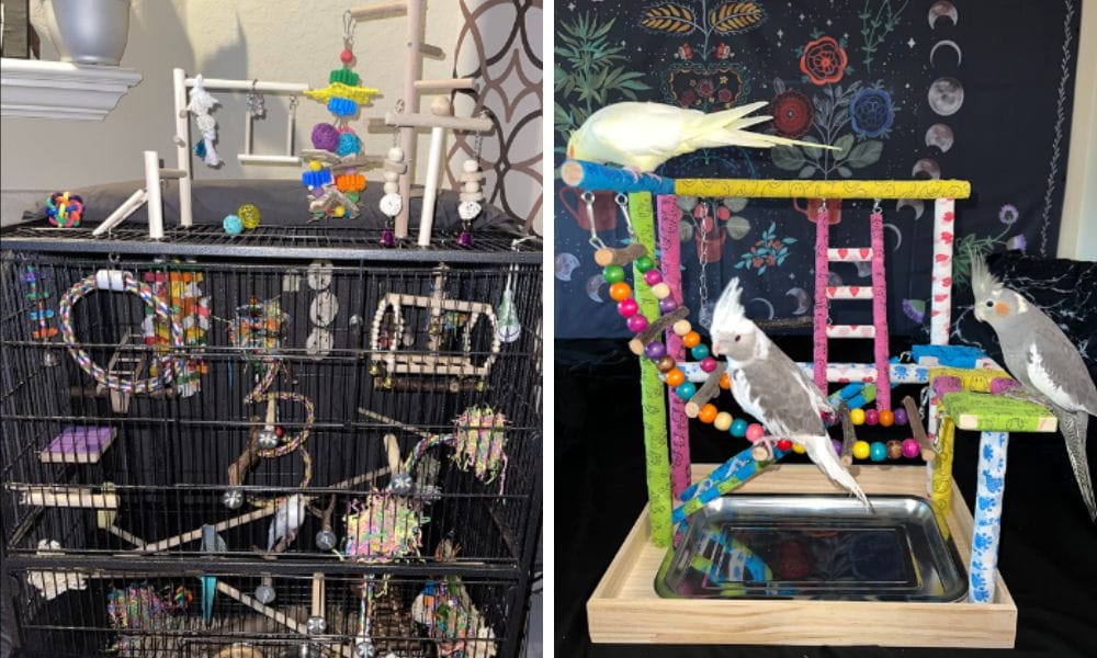 parrot play