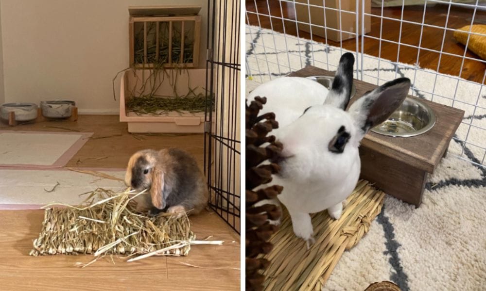 bunny bed