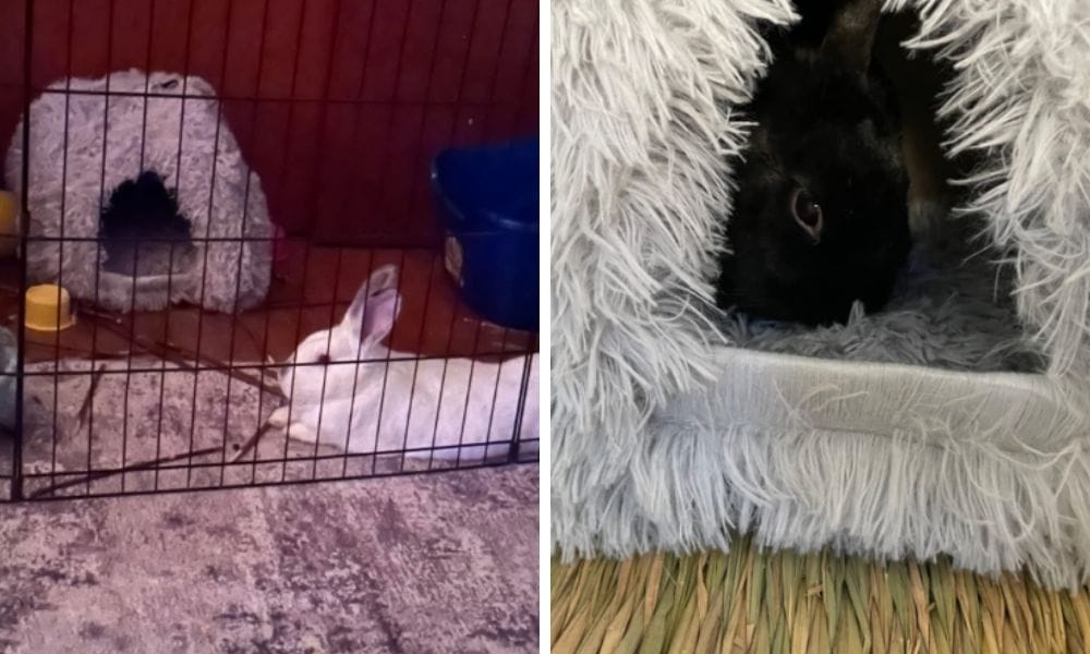 bunny beds