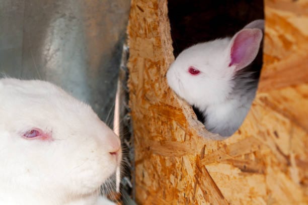 rabbit nest box