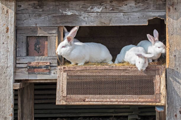 Nest Boxes & Nesting Material