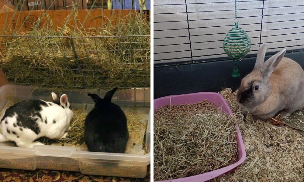 rabbit litter box