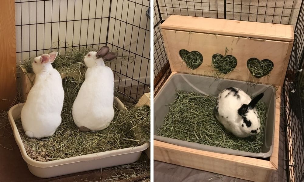 rabbit litter box