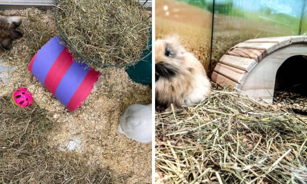 pet tunnel, bunny tunnel