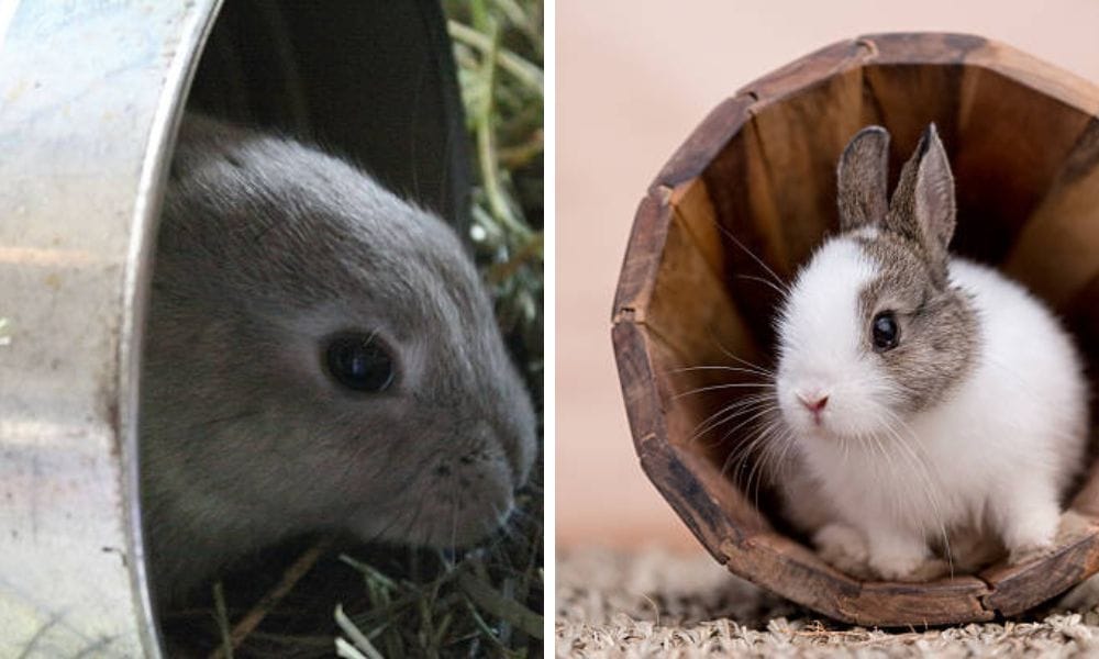pet tunnel, bunny tunnel
