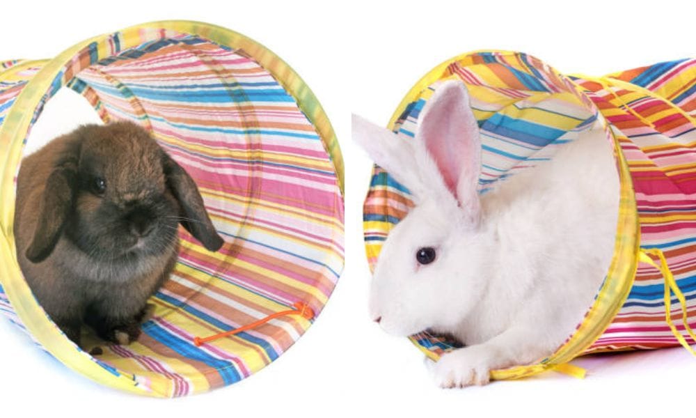pet tunnel, bunny tunnel