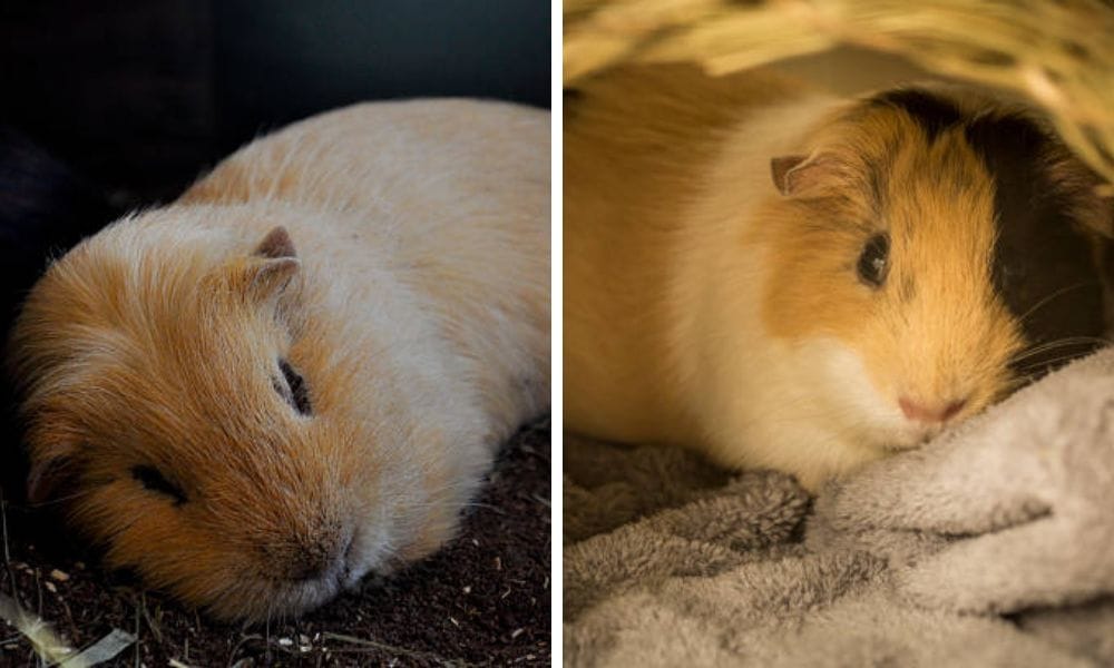 Do guinea pigs hibernate?