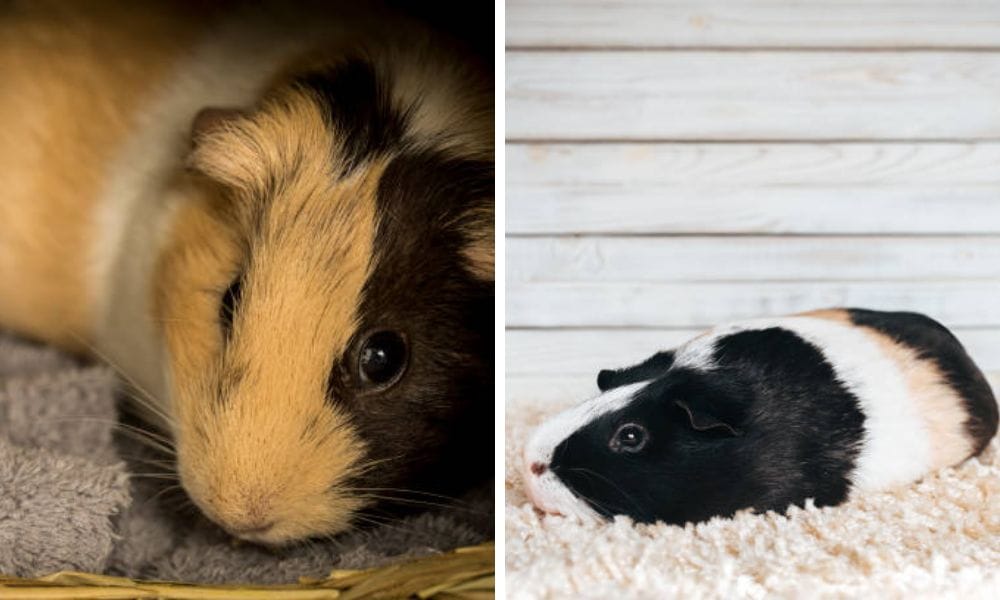 Do guinea pigs hibernate?