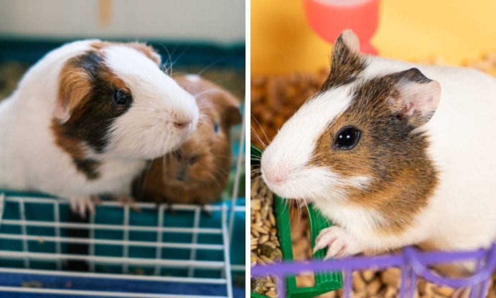 Perfect starter cage for keeping Guinea Pigs and Dwarf Rabbits