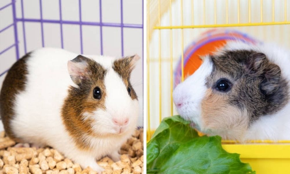 perfect starter cage