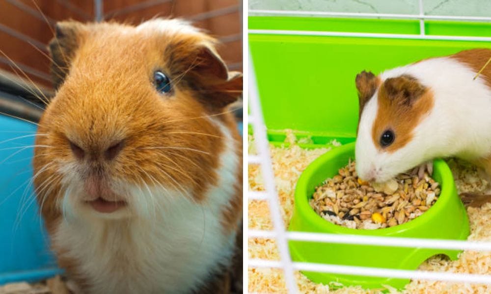 perfect starter cage