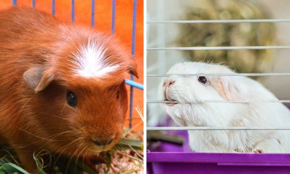 perfect starter cage 