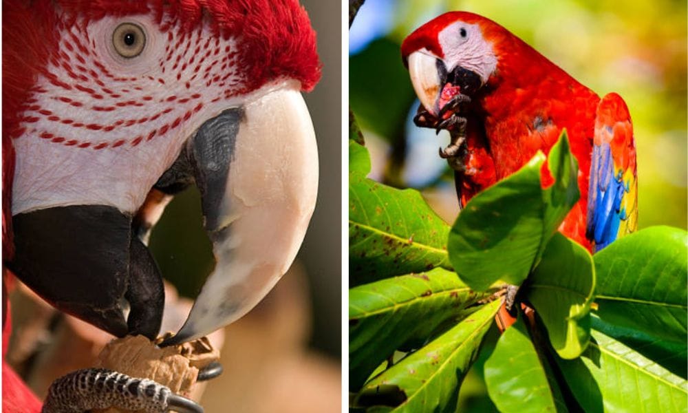 parrot food
