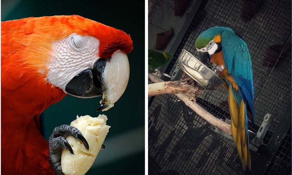 parrot food