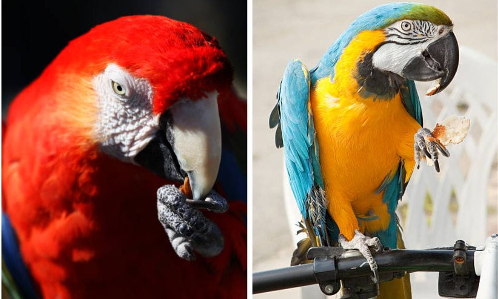 parrot food
