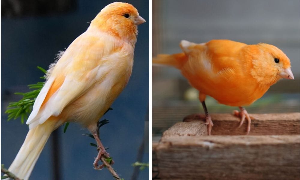 bird canary food
