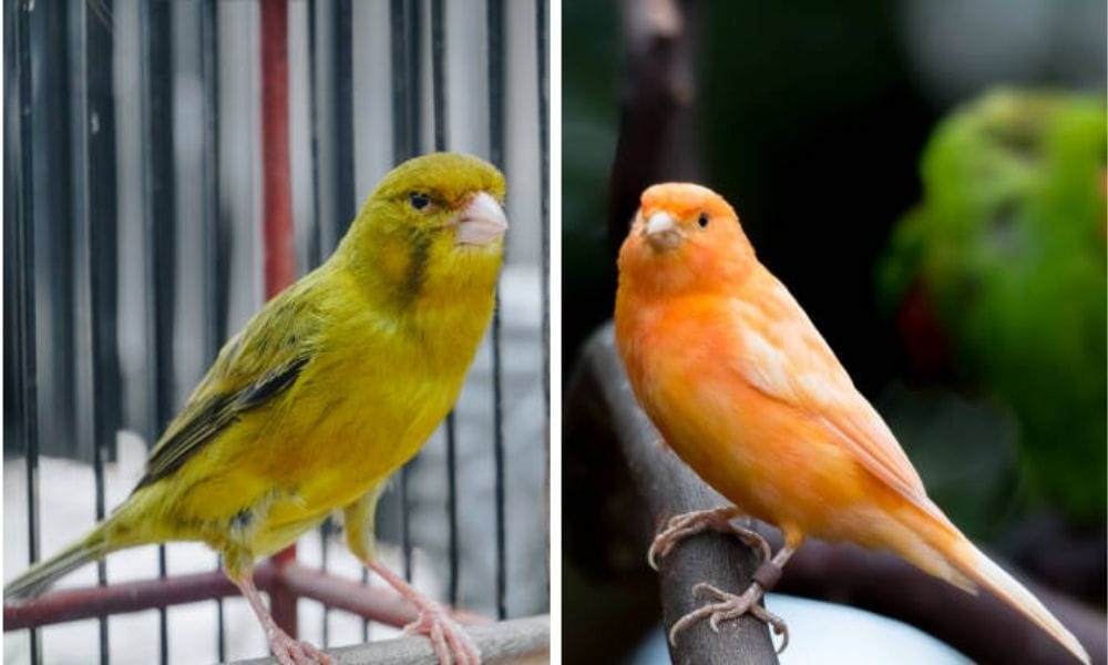 bird canary food