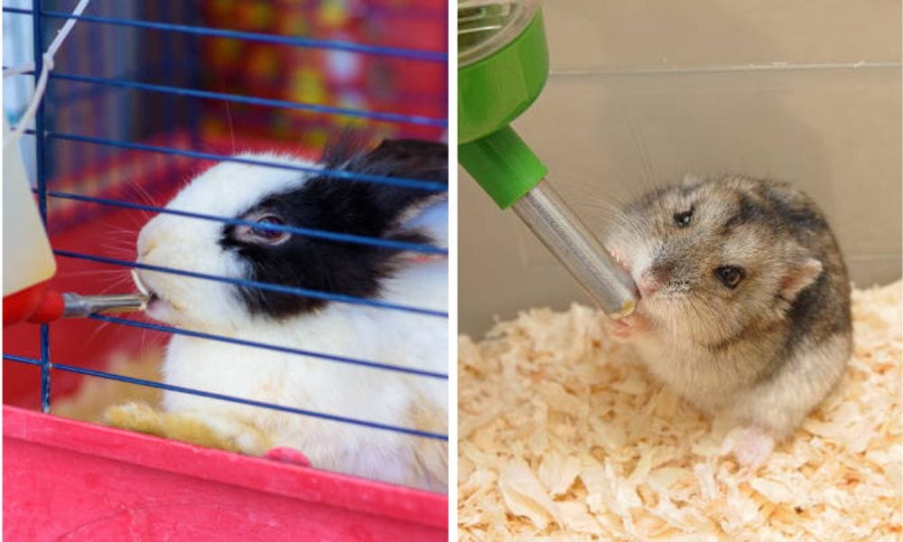 water bottle with pet safety seal