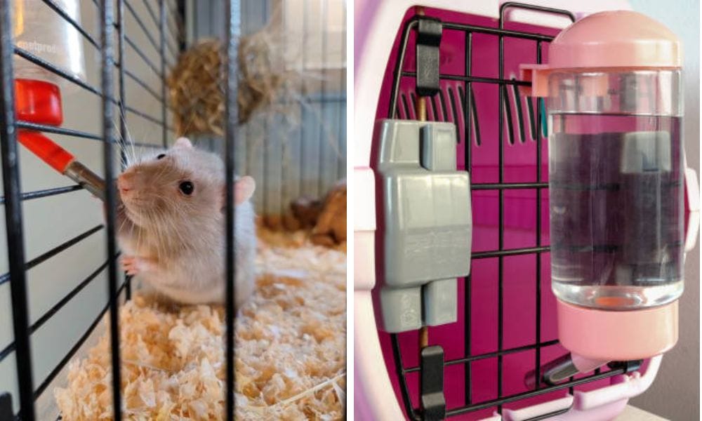 water bottle with pet safety seal