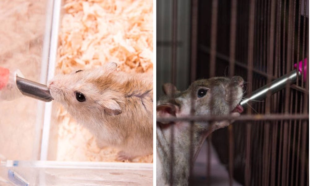 water bottle with pet safety seal
