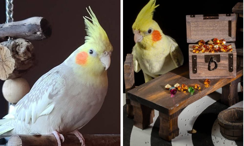 Toys for Cockatiels and small parrots