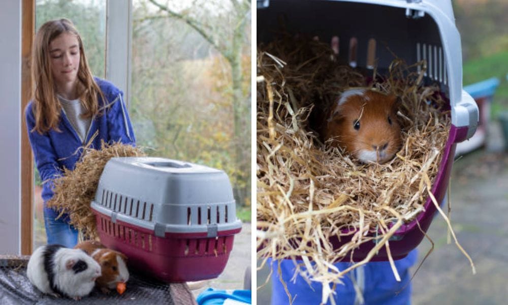 Small Animal Travel Carrier with proper ventilation