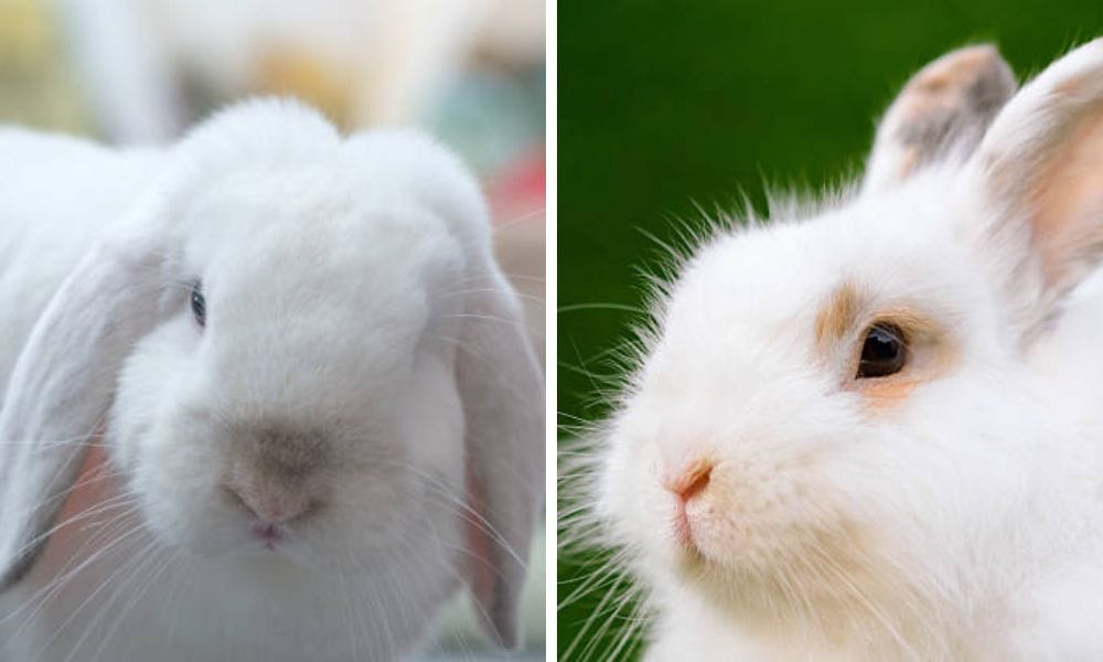 rabbit food