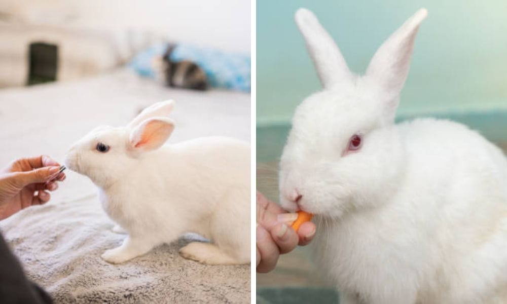 rabbit food