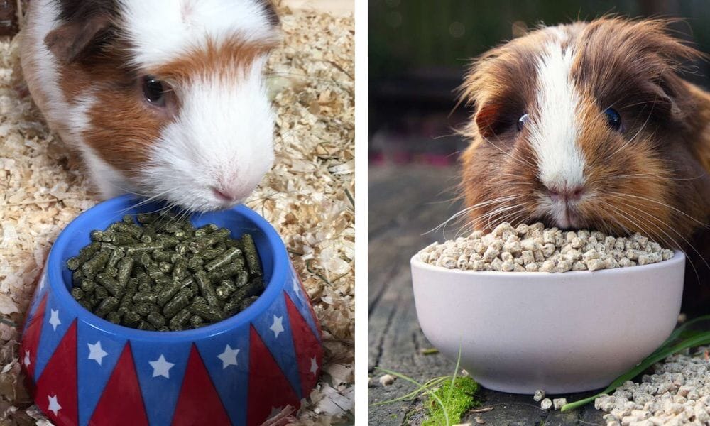 adult guinea pig food
