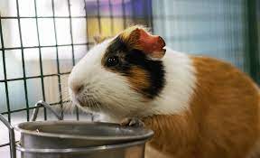 Guinea Pigs love it