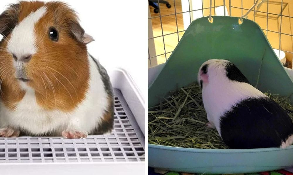 guinea pigs litter pan