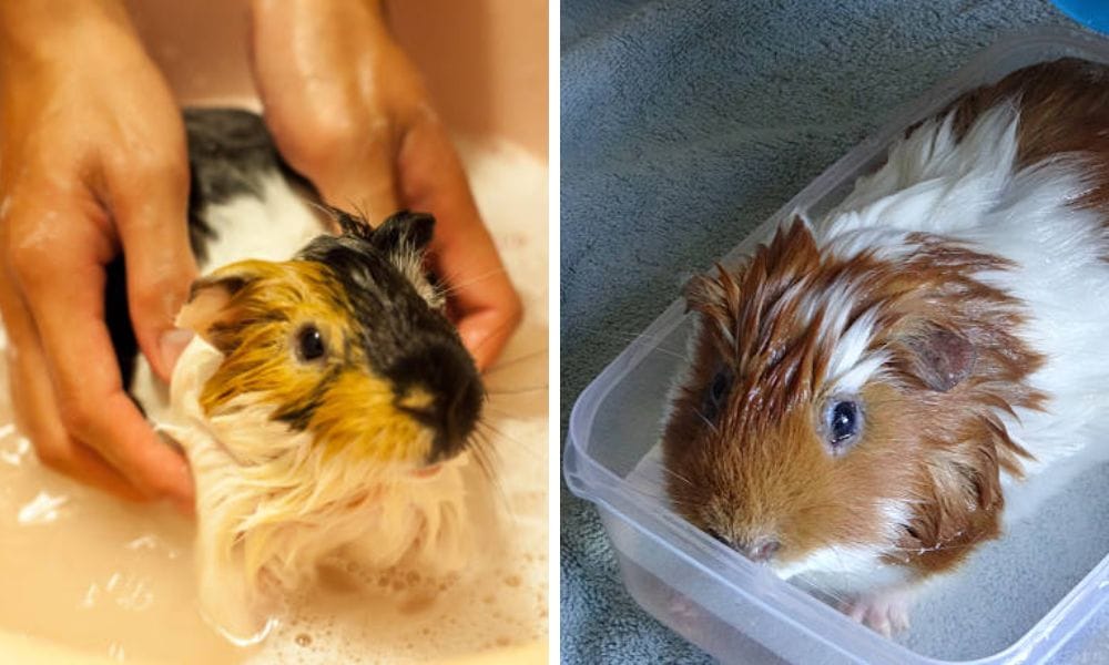 Squeaky Clean critter shampoo