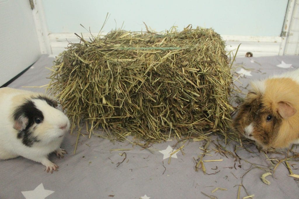 guinea pigs hay